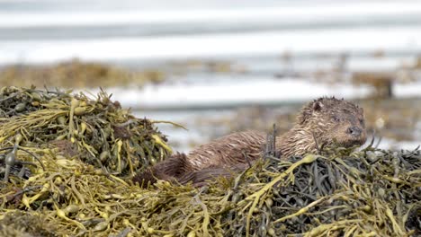 Adult-otter-with-cubs,-in-a-nest-looking-towards-the-camera,-water-rippling-behind