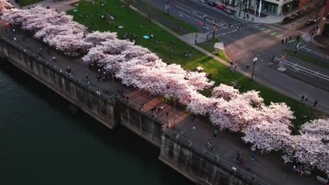 Cherry-Blossom-Trees-Aerial-View