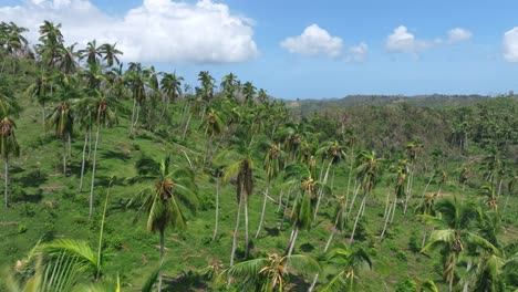 Drone-flying-over-palm-forest-destroyed-after-hurricane-Fiona,-Samana-in-Dominican-Republic