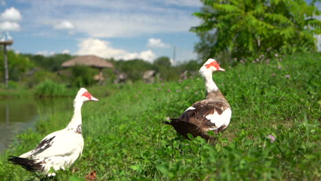 Following-shot-of-two-domestic-Muscovy-ducks-walking-in-the-prairie-next-to-a-pond,-close-up-shot-seen-from-behind