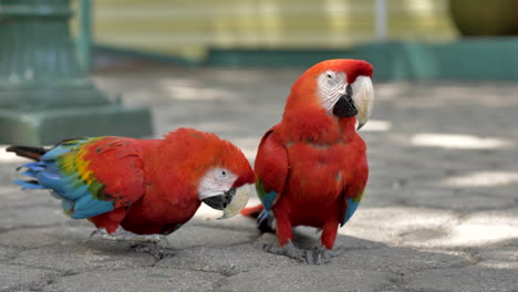 Two-red-Macaw-parrots-on-street
