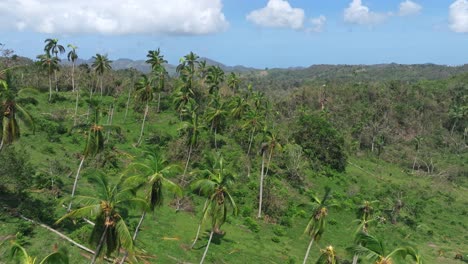 Aerial-forward-over-palm-trees-uprooted-by-fury-of-Fiona-hurricane,-Samana-in-Dominican-Republic