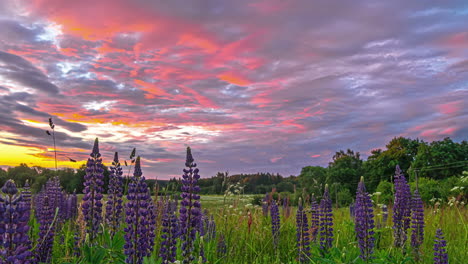 Time-lapse-of-beautiful-purple-lupines-in-lush-meadow,-sunrise-illuminating-clouds-in-vibrant-warm-colors