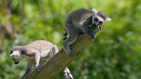 Two-young-ring-tailed-lemur-babies-climbing-a-branch,-selective-focus-shot-of-baby-lemur-in-the-wild-at-Madagascar