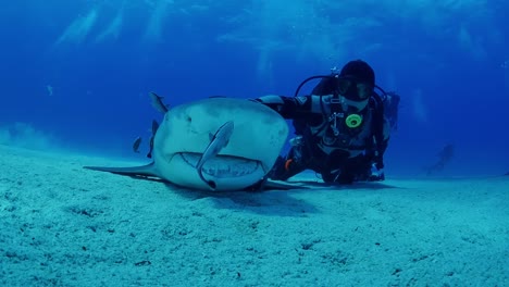 Scuba-diver-petting-tiger-shark-in-tonic-immobility-state,-low-angle-shot