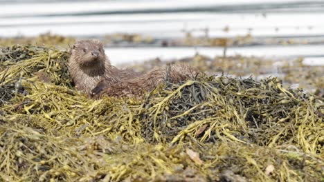 Otter-Mother-and-cubs-in-a-nest-of-yellowing-seaweed-at-the-shoreline,-close-up