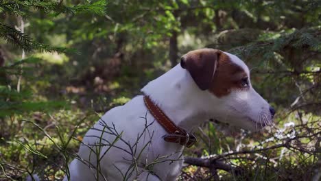 Jack-russell-terrier-sitting-isolated-in-the-wood,-close-up-portrait-of-dog-pet-in-the-outdoors