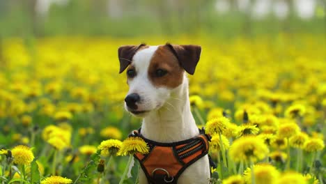 Isolated-Jack-russell-terrier-dog-in-the-middle-of-field-full-of-yellow-flowers,-still-shot-with-selective-focus