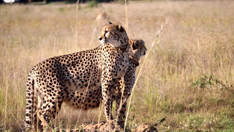 A-cheetah-mother-with-her-teenage-son-in-the-African-savannah-of-the-Serengeti,-two-cheetahs-standing-still-in-the-wild