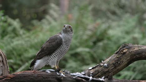 Northern-Goshawk-on-woody-perch-in-forest-intensely-staring-in-one-direction