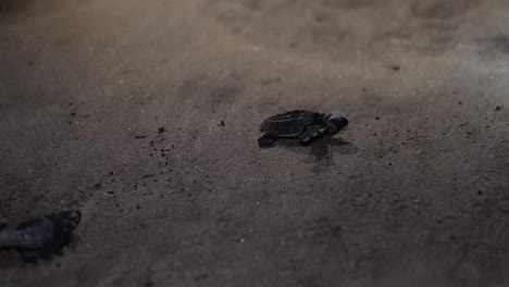 Baby-sea-turtles-that-just-came-out-from-the-egg,-moving-to-the-ocean-at-the-beach-shore-with-still-closed-eyes-at-night