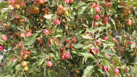 Rosy,-Red-crab-apples-hanging-from-the-tree-ready-to-be-picked-for-use-in-the-kitchen-making-jelly