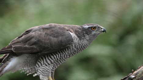 A-majestic-northern-goshawk-eating-its-prey-while-perched-on-a-branch