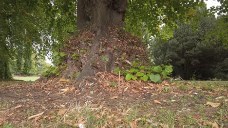 Abgefallene-Blätter-Und-Getrocknetes-Gras-Um-Den-Fuß-Eines-Baumes-Markieren-Den-Beginn-Des-Herbstes