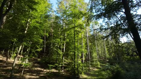 Sonniger-Wald-Mit-üppiger-Grüner-Landschaft-In-Den-Bergen