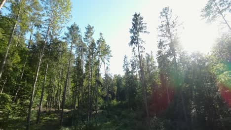 Aerial-tilt-up-shot-of-bright-sunlight-at-sky-shining-between-forest-trees-in-wilderness