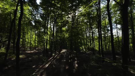 Spähendes-Sonnenlicht-In-Dichtem-Baumlaub-Im-Dunklen-Wald