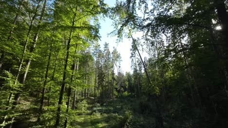 Imponentes-árboles-En-El-Bosque-Arbolado-En-Primavera