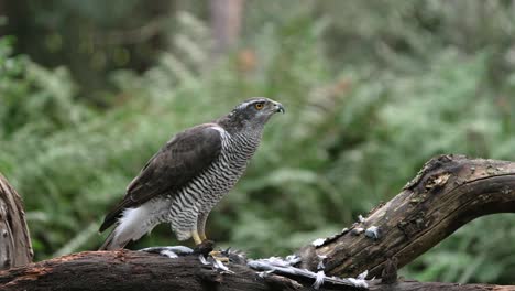 Powerfully-built-Northern-Goshawk-on-perch-littered-with-feathers-of-prey,-vigilantly-looking-around-its-territory---shallow-focus