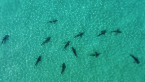 Group-of-dusky-sharks-in-shallow,-turquoise-sea-water---cenital,-aerial-view