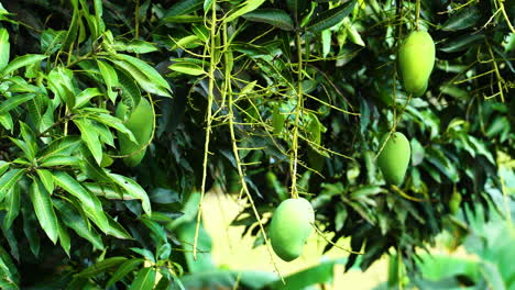 Nahaufnahme-Eines-Mangobaums-Mit-Grünen-Mangos,-Die-Sich-Im-Wind-Wiegen