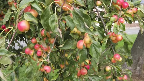 Manzanas-De-Cangrejo-Maduras,-Rojas-Y-Rosadas-Listas-Para-Recoger-Moviéndose-En-La-Brisa-En-Un-Fresco-Día-Otoñal