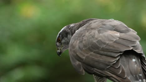 A-goshawk-surveying-its-environment-looking-for-prey