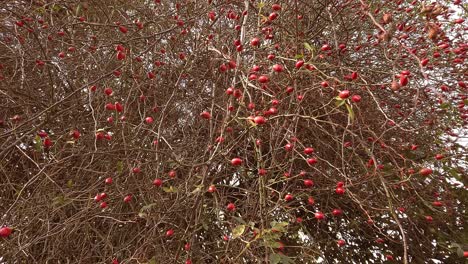Numerous-rose-hips-on-a-dog-rose-bush-waiting-to-be-picked-for-culinary-and-herbal-use