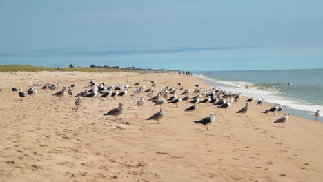 Flock-Of-Sea-Gulls-On-The-Golden-Sandy-Foreshore-Of-East-Hampton-Beach,-Long-Island,-New-York