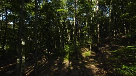 Shadiness-Inside-Lush-Forest-Woods.-Aerial-Drone-Shot