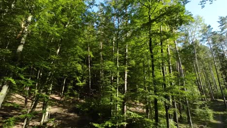 Bosque-Arbolado-Con-Exuberante-Follaje-Verde-Durante-El-Verano