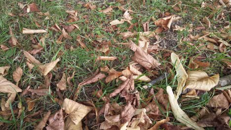 Gefallene-Braun-Gefärbte-Blätter,-Die-Auf-Dem-Gras-Liegen-Und-Den-Beginn-Des-Herbstes-Anzeigen