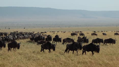 A-huge-herd-of-wildebeest-walking-across-the-plains-of-the-Masai-Mara,-Kenya