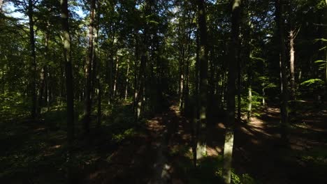 Langsame-Vorwärtsdrohnenaufnahme-Eines-Tiefen-Waldweges-Mit-Riesigen-Bäumen-Während-Des-Sommertages,-4k