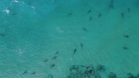 Top-view-above-sharks-diving-in-blue,-transparent-water---cenital,-Aerial-shot