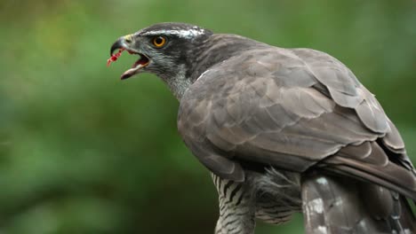 Beautiful-Northern-goshawk-use-sharply-hooked-beak-to-eat-prey-close-up