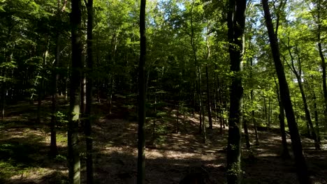 Inside-The-Dark-Forest-Woods-With-Lush-Greenery-Leaves