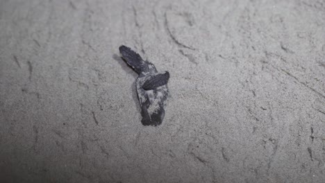 Two-baby-sea-turtles-that-just-came-out-from-the-egg,-trying-to-stand-up,-twisting-around-with-still-closed-eyes-in-the-sand-box-at-night
