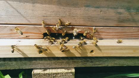 Worker-bees-fly-in-and-out-of-the-entrance-to-the-wooden-hive