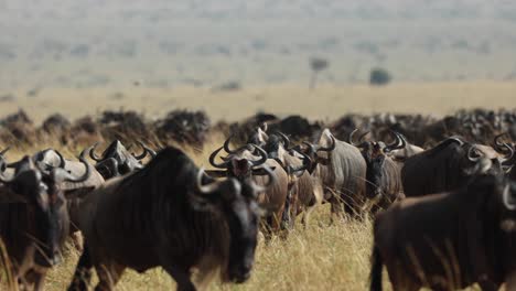 A-big-herd-of-wildebeest-making-their-way-through-the-grassland-of-the-Masai-Mara,-Kenya