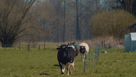 A-small-breed-of-Bretonne-pie-noir-cows,-going-around-the-fence-to-graze