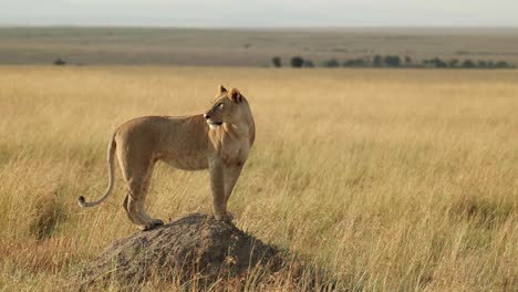 A-beautiful-lioness-standing-on-a-termite-mound-and-scanning-the-vast-plains-of-the-Masai-Mara,-Kenya
