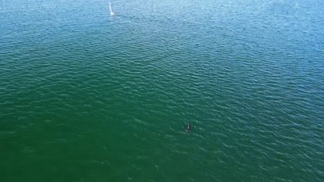 Dolphins-swimming-behind-small-yacht