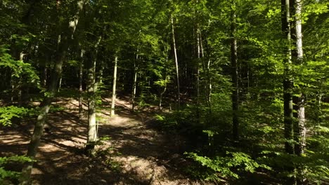 Dense-Thicket-With-Beech-Forest-Trees-In-Summertime
