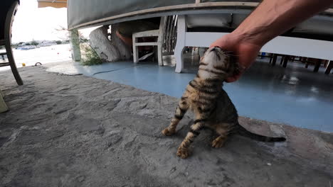 A-tourist-plays-with-a-wild-cat-calmly-sitting-on-the-ground,-the-person-strokes-his-head