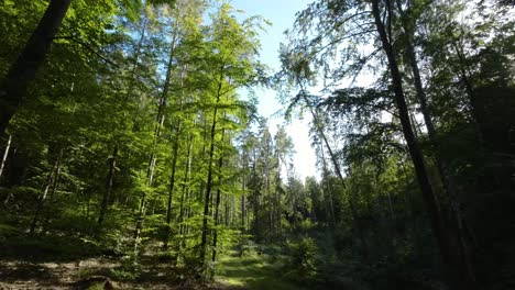 Dichte-Bäume-In-Einem-üppig-Grünen-Wald-Im-Frühling---Drohnenaufnahme