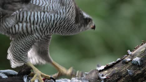 Northern-goshawk-flies-off-from-perch-littered-with-dead-prey's-feathers,-close