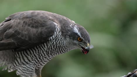 Northern-Goshawk-rips-piece-of-meat-from-dead-prey-and-swallows-it