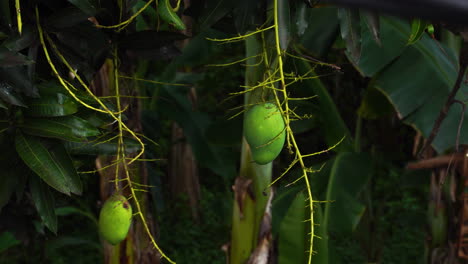 Close-up-of-green-mangoes-on-tree-and-someone-trying-to-catch-them-with-stick