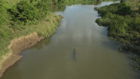 Aerial-Drone-Shot-of-Large-Crocodile-Swimming-Down-a-River-Then-Disappearing-Underwater
